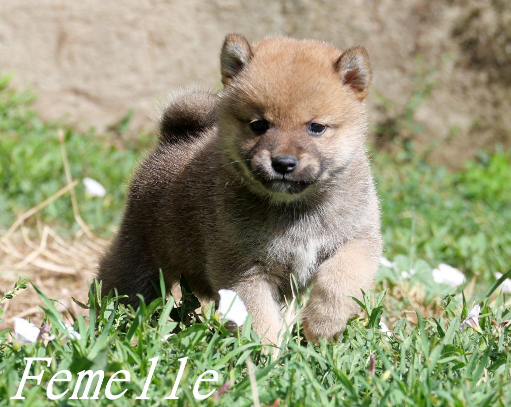 De la crique du Flojule - Chiots disponibles - Shiba