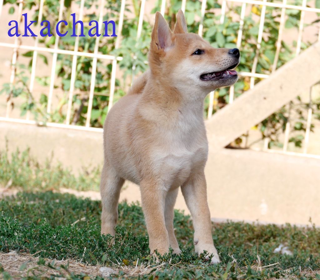 De la crique du Flojule - Chiots disponibles - Shiba