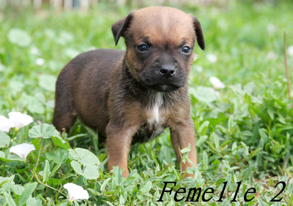 De la crique du Flojule - Chiots disponibles - Staffordshire Bull Terrier