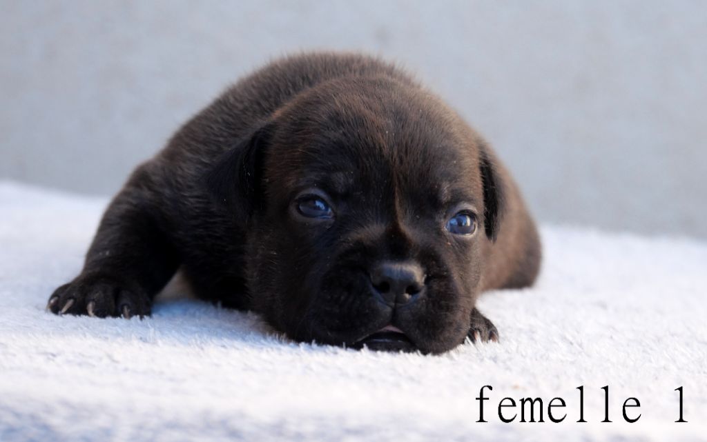De la crique du Flojule - Staffordshire Bull Terrier - Portée née le 17/09/2025