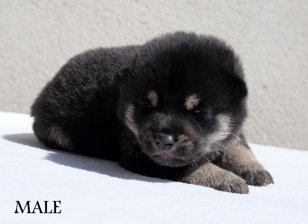 De la crique du Flojule - Chiots disponibles - Shiba